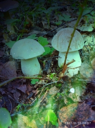 Два гриба богатыря