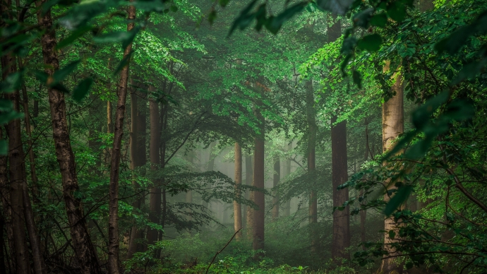 Пышный Зеленый Лес