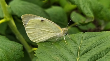Фотография с бабочкой, зеленая, слегка желтая