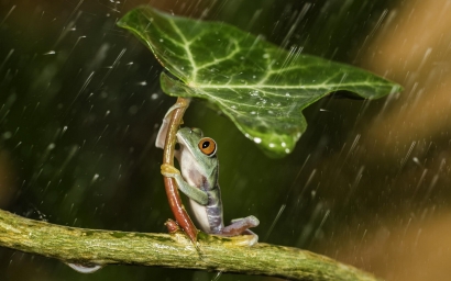 HD обои: красноглазая за древесная лягушка, зеленая лягушка, держащаяся зеленый лист во время дождя