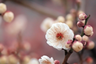 HD обои: макросъемка цветка белой вишни, для использования, текстура
