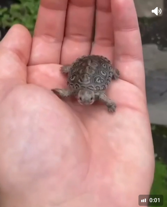 Красивое видео, Бугорчатая черепаха на ладони