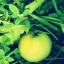 Фотографии яблок