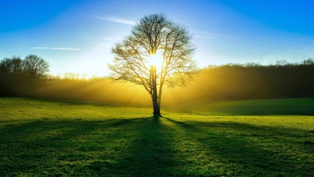 Лесное Дерево Летнее Солнце