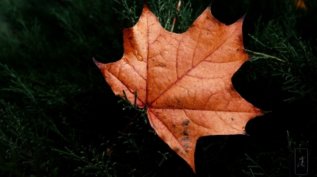 Осень листок, красиво, айфон 13 про, качество
