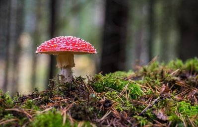 Красивый грибок красного цвета в лесу