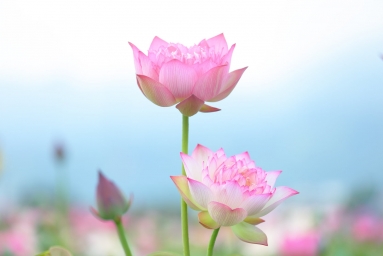 HD обои: фокусная фотография розовых и белых лепестковых цветов, лотос