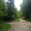 Красивая природа в посёлке Ильинском, деревья, дачи