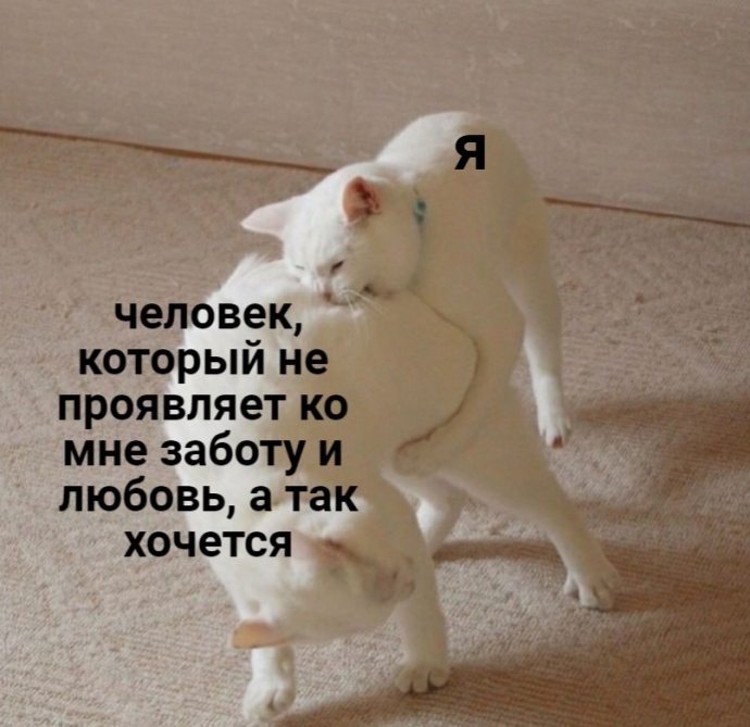 Мемы про котят и кошек, смешные