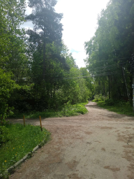 Красивая природа в посёлке Ильинском, деревья, дачи