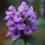 Красивый цветок фиолетового цвета