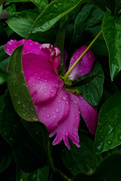 Цветок сфотографированный с айфон 11