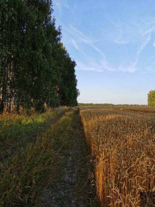 Поля, Осень, деревья, Россия