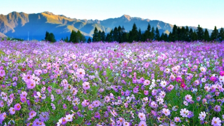 HD обои: цветок, цветок гесанг, цветочный ковер, цветочное поле, фиолетовые цветы скачать бесплатно