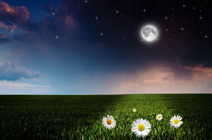 fields_camomiles_sky_stars_night_moon_551125_4000x2650