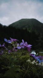Цветок, Архыз, Карачаево-Черкесская Республика, фото