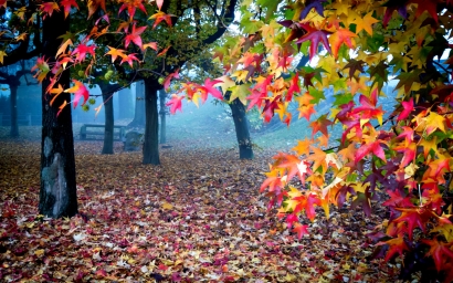 Красивые осенние краски, деревья с листвой, Природа, красочные, листья