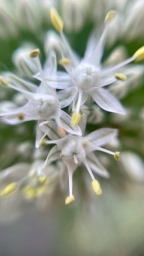 Фото с айфон 12 мини, белый цветок, макро