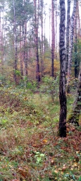 Лес на Радуге. Красивый лес осенью