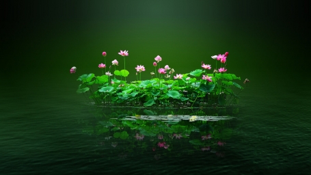 HD обои: Пруд с лотосами, лотос, цветы, розовый, вода, лепесток, лист лотоса, зеленый