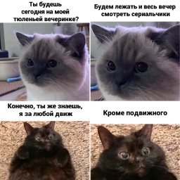 Мемы про котят, кошек, смешные, приколы