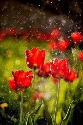 Тюльпаны, дождь