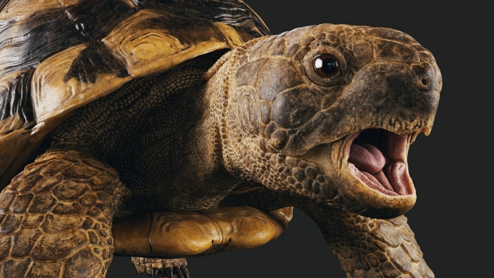 Реалистичный рендер черепахи. Збраш 1