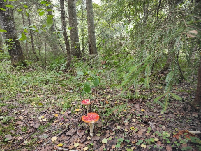 Фото грибов, мухоморы