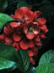 Красивый красный цветок, фото на iPhone 11