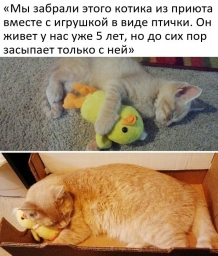 Котик, который засыпает с игрушкой