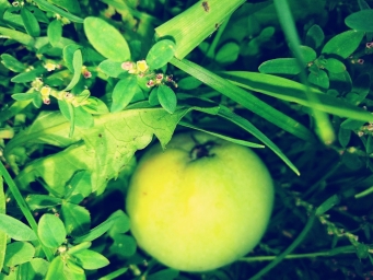 Зелёное яблоко в траве