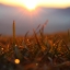 Макро, трава, солнце, фото, солнце, а ещё, фото красивое