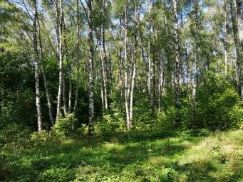 Лес, красиво, Россия, березы, травинка, небо