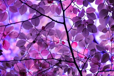 HD обои: иллюстрация дерева с фиолетовыми листьями, фото фиолетового цветущего дерева скачать бесплатно