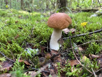 Фотография белого гриба