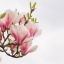HD обои: цветы с бело-розовыми лепестками, ветка, Магнолия, пражская весна