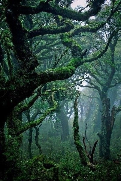 Красивые фотографии леса. Густой, тёмный лес 1