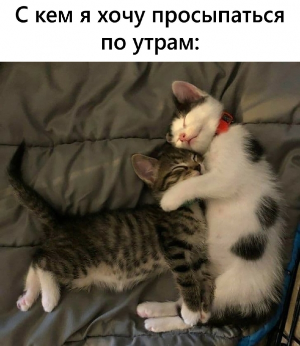Мемы о котятах