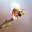 Природа, цветок, пчела. Фото
