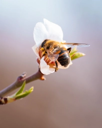 Фото пчелы на цветке