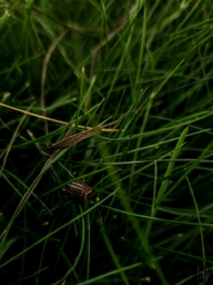 Фотография травы, снятые с телефона, ещё колорадский жук.