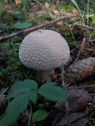 Бело серый гриб, поганка