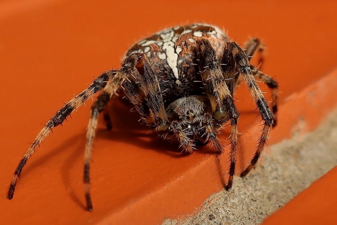 Фотография страшного паука в подмосковье