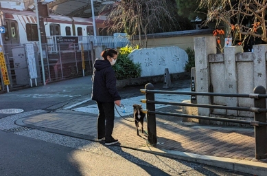 За все годы в Японии все не привыкну к тому что владельцы собак убирают какашки за животными