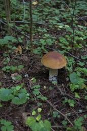 Белый гриб, в лесу, фото, красиво