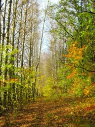 Природа России. Лес. Осень