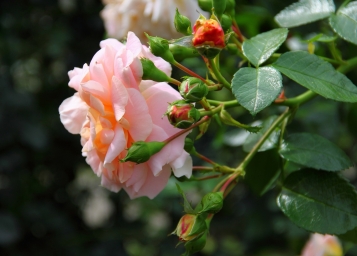 Фотография красивой розы, белоснежно розовой
