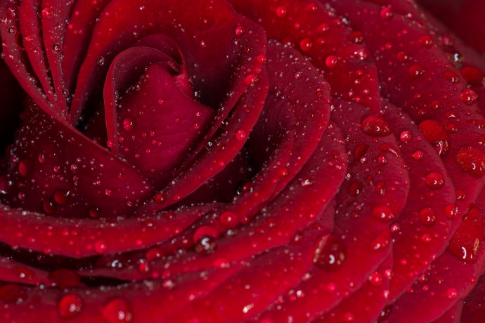 HD обои: макросъемка цветка розы с каплями воды, роза, Красная роза