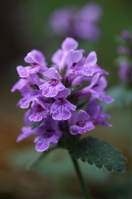 Красивый цветок фиолетового цвета