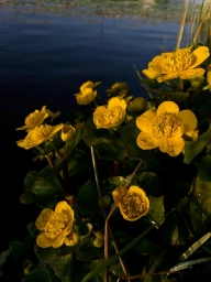 Жёлтое растение. р. Печенга, Мурманская область
